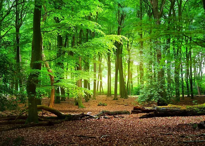 Pti Eichwald Bad Wörishofen